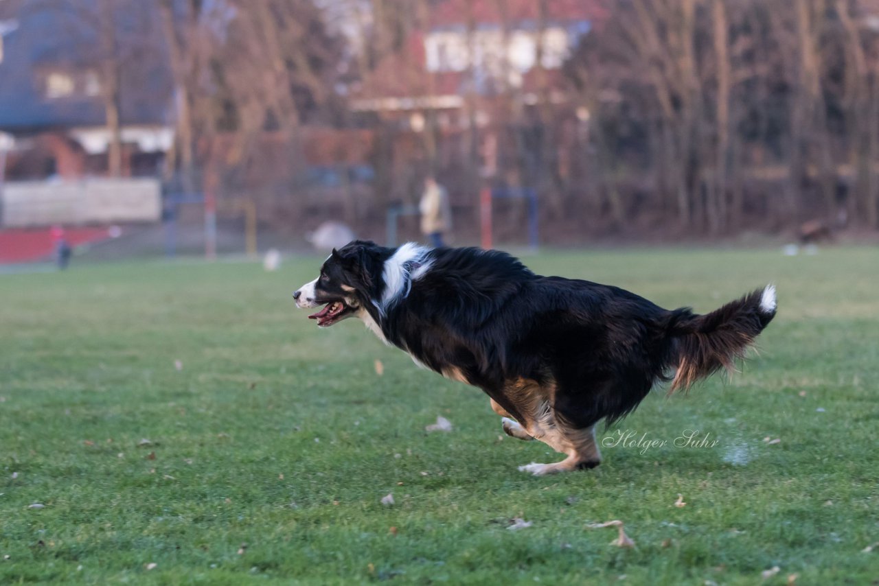 Bild 23 - Hundeshooting